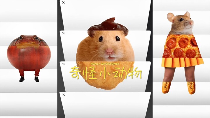 奇怪的小动物  🐹 🐸 🐤