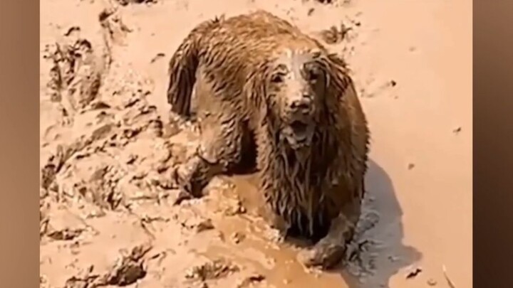 Doggy, our fate has run its course—let’s each go our separate ways and find peace!