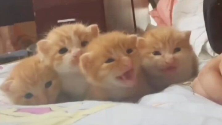 Tiểu Mi: Trời ơi 😭😭😭