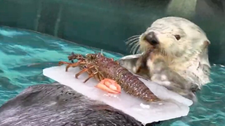 [Sea otter] Otter's seafood feast