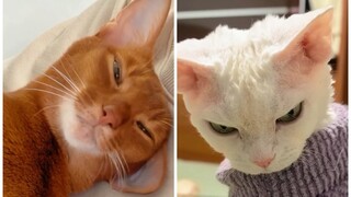 القط الذي يحبك والقط الذي لا يحبك