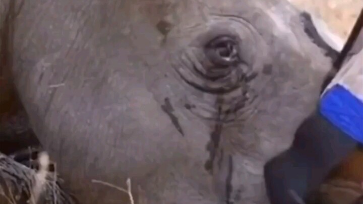 الوحيد القرن الصغير ارتجف خوفًا عندما رأى أمه تقص قرونه