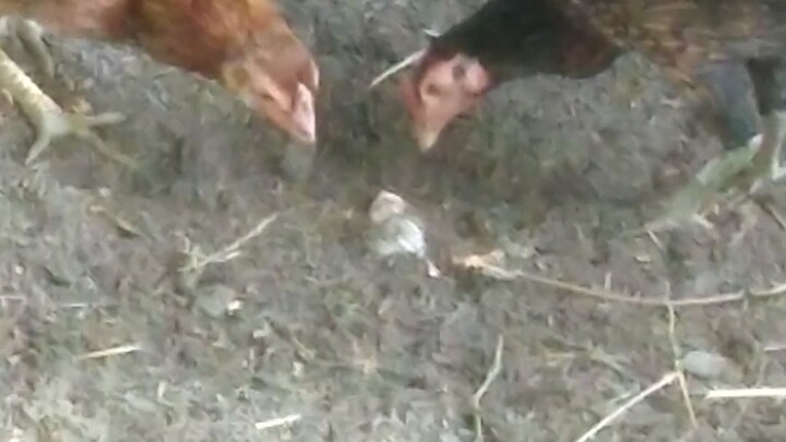 ไก่สองตัวที่พยายามครอบครองบางสิ่ง