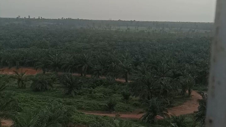 duduk santai di tower api perkebunan sawit