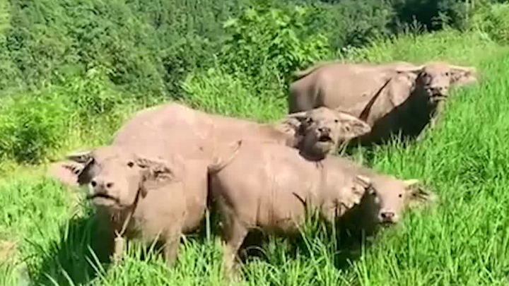 I worked hard to grow it myself—what's wrong with eating some?