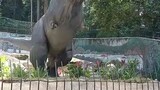 dinosaur 🦖