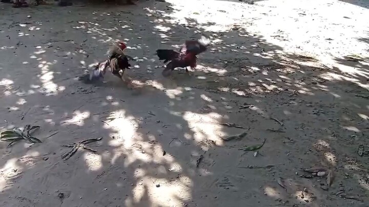 panalo si pula dinaka sugat kalaban