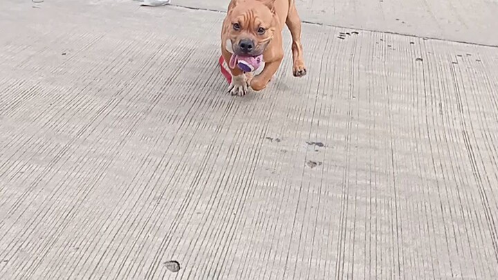 Sugar Playing Fetch❤️