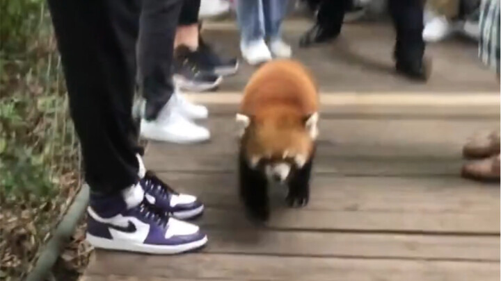 I even thought I’d run into a celebrity at the zoo.