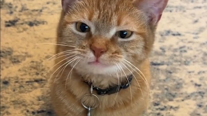 Meow?