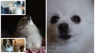 Bam Bam but Dogs Sung It (Dogs Version Cover)