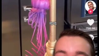 Ubur-ubur cokelat🪼