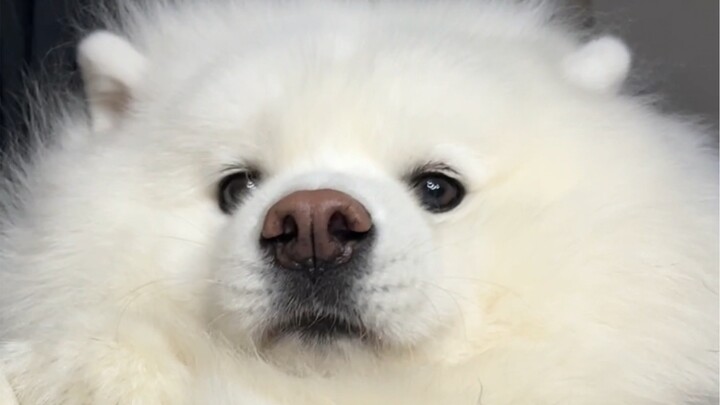 Ai mà chẳng là một em bé cơ chứ! Hơn 4 tuổi rồi mà ngày nào cũng vẫn đòi được bế nựng.