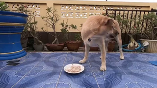 หมากินข้าวกับไก่ทอดสับ