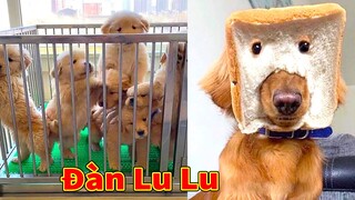 Thú Cưng TV | Súng Bom Mìn #2 | Chó Golden Gâu Đần thông minh vui nhộn | Pets cute smart dog