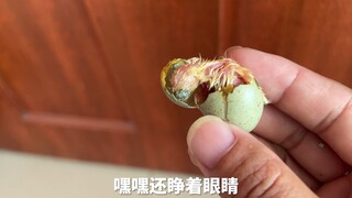 The hot weather caused them to hatch early.