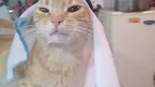 KUCING MESIR🤔🤔🤫🤫😯😯
