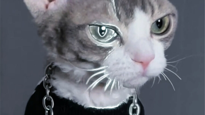 Meet the Darkened Little Kitty!