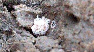 serangga alien