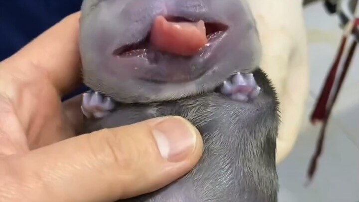 A newborn bully dog looks just like a plastic toy.