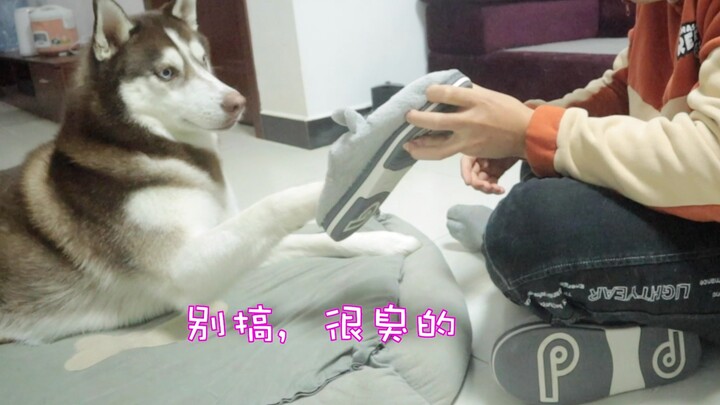 Tuan menyuruh anjing husky mencium sandal bau miliknya, apakah ia akan merasa jijik?