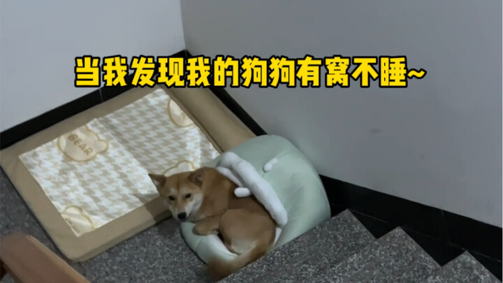 When I realized my dog won’t sleep in its own cozy bed!