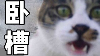That day, the cat finally remembered the fear of being dominated by humans [Stall Series]