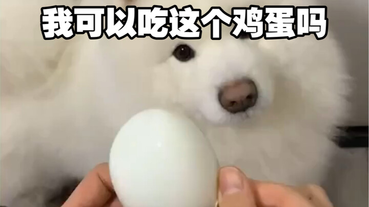 一只看起来很有礼貌的萨摩耶！