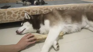 Animal|Steal the Stone From Huskie's Arms When It's Asleep