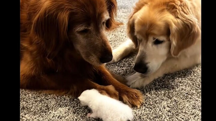 Kucing kecil yang dibesarkan oleh dua anjing Golden Retriever