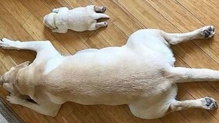 Funniest Dog Video 2021 - อย่าพยายามกลั้นเสียงหัวเราะ