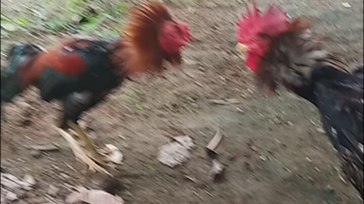 sipelung ketemu ayam seimbang