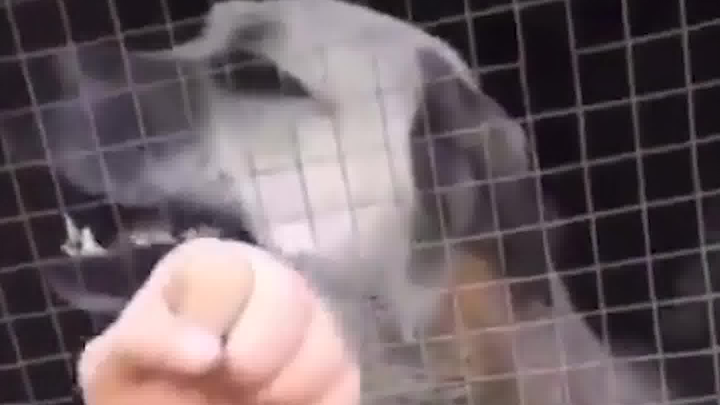 Hear that? Wo Nen Die