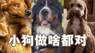 Some illogical behaviors of dogs