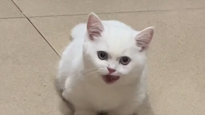 Lucu sekali, bayiku～