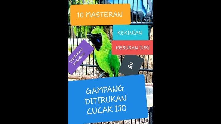 10 SUARA MASTERAN CUCAK IJO KESUKAAN JURI