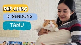 Dek Chiko ada Tamu dari Sby. funny video cat, cats, animal, animals, trending kucing viral pet, pets