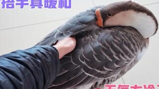 【宠物鹅】  天气太冷，主人忍不住把手放到宠物鹅翅膀下面取暖，天生的羽绒服真暖和