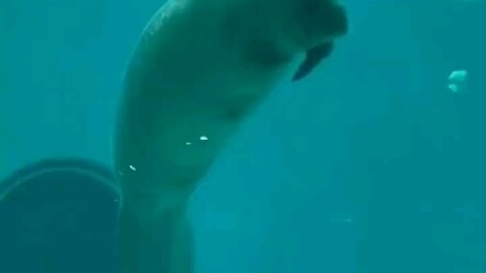 The manatee accidentally ate its own poop and was so stinky it passed out!