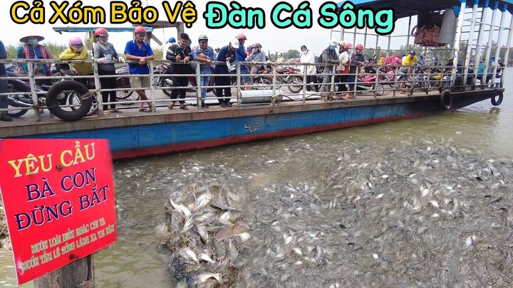 Cả xóm quyết tâm bảo vệ đàn cá sông trú ngụ Cù Lao Hồng Ngự Đồng Tháp