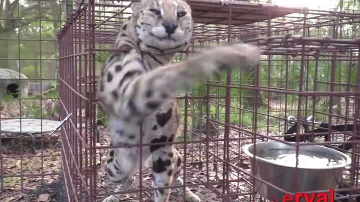 Khi đến giờ ăn mà nhân viên chăm sóc vẫn chưa tới cho ăn...