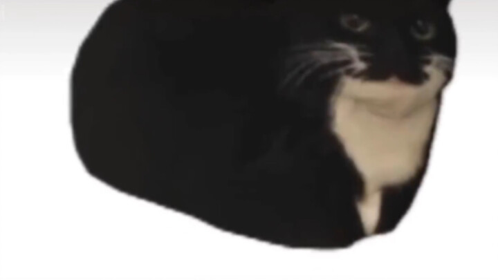 舞动猫猫