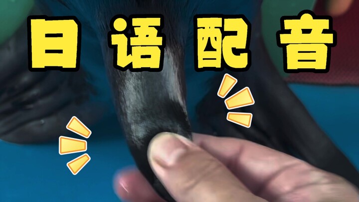 【Lồng tiếng Nhật】Cậu đang véo chỗ nào thế hả