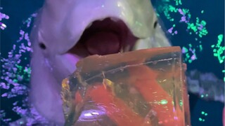 Betapa menggemaskannya paus putih saat memakan ikan