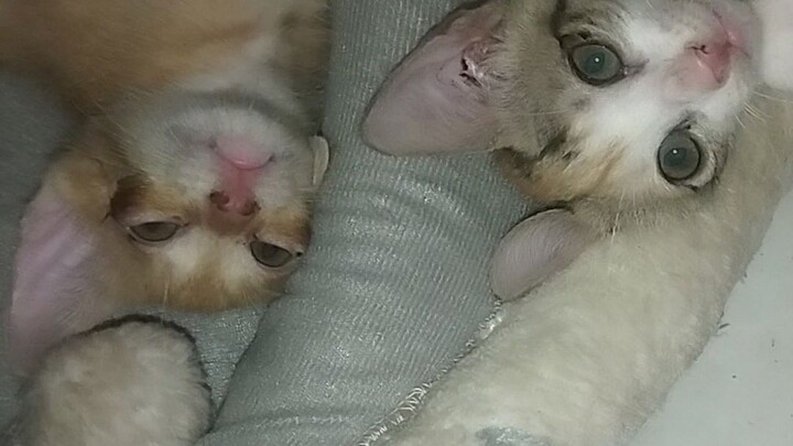 3 little kittens