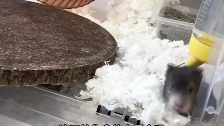 The pancake bed from Tom and Jerry has finally been brought to life!!!