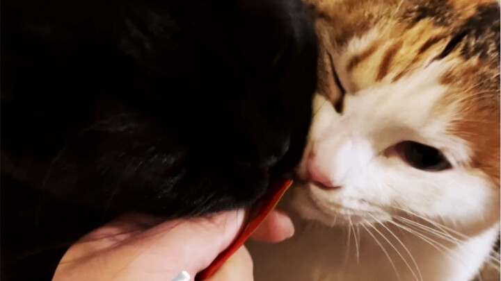 Aku cuma penasaran, bagaimana kucing putih kecil itu bisa bertahan hidup?