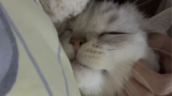 Ternyata beginilah ekspresi anak kucing ketika merasa disayangi...