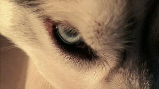 你们在路上要是遇到遛哈士奇的帅哥一定要问问是不是我