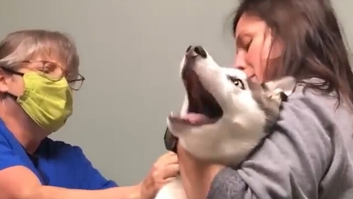 “Kehidupan anjing seperti sandiwara, semuanya tergantung akting!”